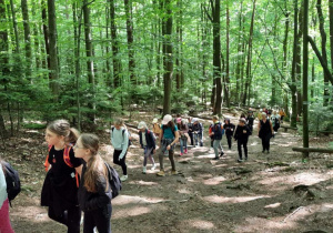 Na fotografii widać las oraz spacerujących w nim uczniów.