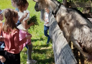 Na fotografii są uczniowie, karmiący kozę.